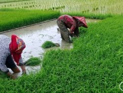 217 hektare Sawah Baru Dicetak di Lebak Dukung Swasembada