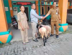 Kelurahan Gunung Sugih Salurkan Hewan Kurban untuk 19 RT dan 5 RW