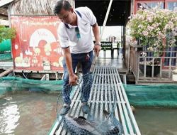 Pemuda Can Tho Raup Rp650 Juta/Tahun dari Budidaya Ikan Langka dan Wisata Sungai Hau