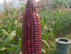 Unik dan Bergizi, Jagung Ungu Jawadi Cilegon Siap Pasok ke Pasar Kranggot
