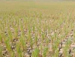 Ratusan Hektare Sawah di Pamarayan Kering Kerontang, Petani Terancam Gagal Panen