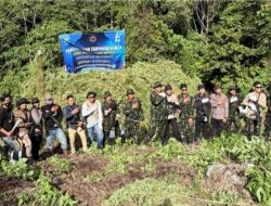 BNN Musnahkan 12 Hektare Ladang Ganja di Aceh, Total 30 Ribu Batang Pohon